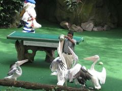 -新加坡飞禽公园