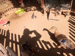 -三亚海棠湾万丽度假酒店