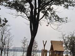 -金鸡湖桃花岛