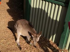 -费瑟代尔野生动物园