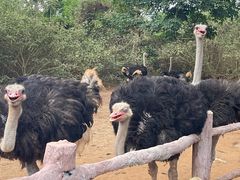 -海南热带野生动植物园