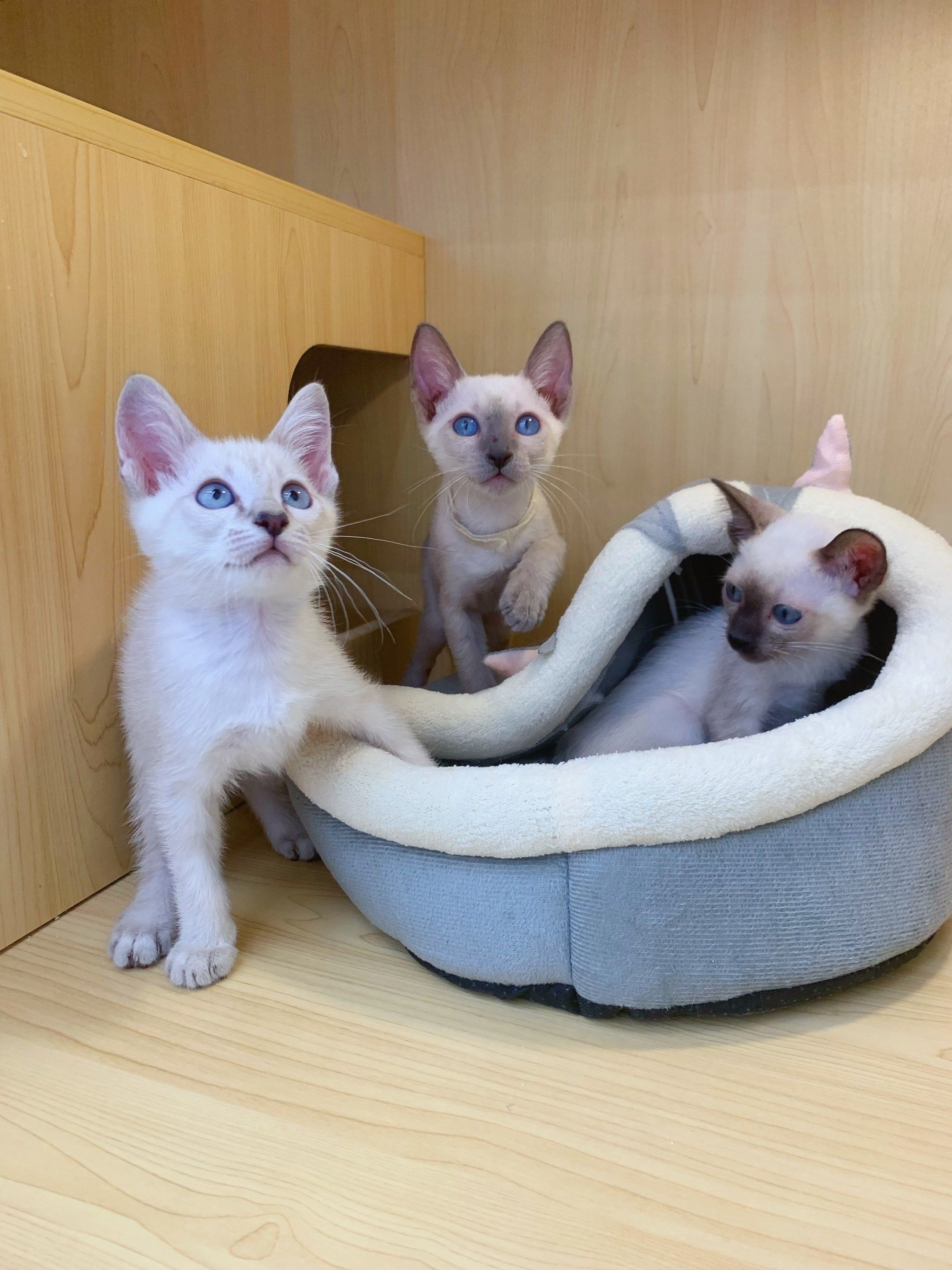 可爱滴暹罗猫 找家长啦 郑州金水区喵家宠物猫店