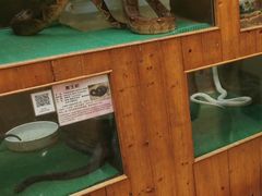-上海大自然野生昆虫馆(东方明珠·爬宠昆虫探索中心)