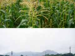 -光明小镇欢乐田园