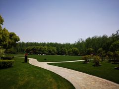 -合肥滨湖国家森林公园