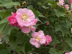 -杭州湾海上花田景区
