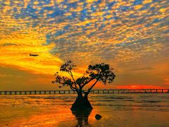 -宝安西湾红树林湿地公园