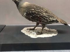 -青藏高原自然博物馆