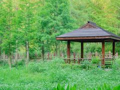 -素山寺森林公园