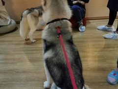 -Husky Go! 哈士奇体验馆·宠物咖啡厅狗咖