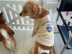 -怪兽屋·羊驼·猫咖·狗咖(俊华广场店)