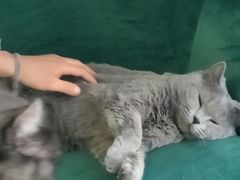 -团子家猫咪猫咖馆·柯基·柯尔鸭
