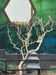 -未来动物城动物主题公园(大悦城店)