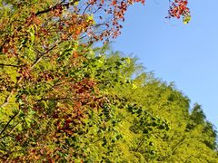 -昆山城市生态森林公园