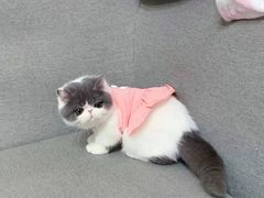 -欣宠猫屋·矮脚拿破仑·蓝金金渐层