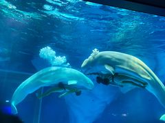 -上海海昌海洋公园-冰山北极馆