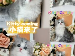 -小猫来了·猫舍(红山六九七九店)