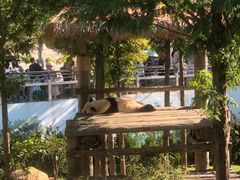 -西霞口神雕山野生动物世界