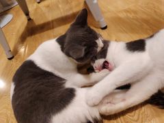 -Cappucimeow猫咪咖啡馆(韦伯时代店)