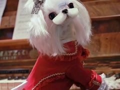 -萌宠之家·腊肠犬·马尔泰·小体犬舍