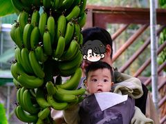-呀路古热带植物园