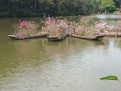 -深圳仙湖植物园-停车场