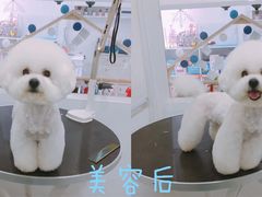 美容图-BABYDOG宝贝狗宠物乐园(欧洲城店)