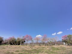 -天适樱花悠乐园