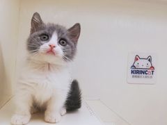 -十年猫舍·猫咪专门店(普陀店)