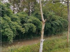 -桤木河湿地公园