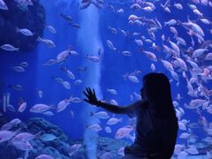 -成都浩海立方海洋公园