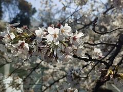 -井之头恩赐公园