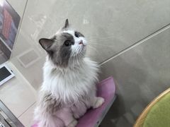 -北京观赏动物医院·24小时大型综合·猫专科·异宠专科