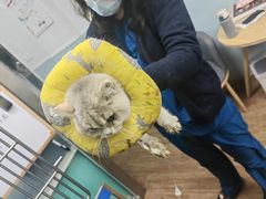 -中农大我爱我爱24h动物医院·中医针灸·猫专科·骨科医疗中心(双井店)