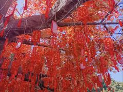 -大芦花风景区