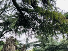 -望江楼公园