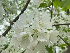 -海棠花溪(元大都城垣遗址公园)
