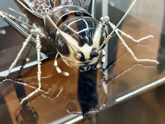 -中环花鸟鱼虫市场