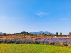 -北京东方普罗旺斯薰衣草庄园