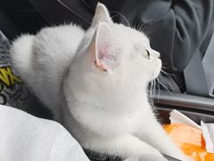 -糯米喵星人总部直营旗舰店·猫舍·幼猫出售