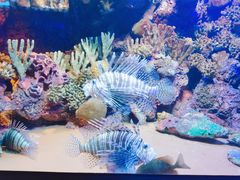 -上海海洋水族馆