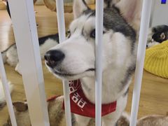 -Husky Go! 哈士奇体验馆·宠物咖啡厅狗咖