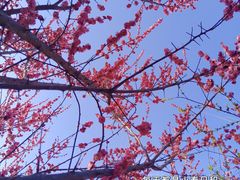 -陕西省西安植物园