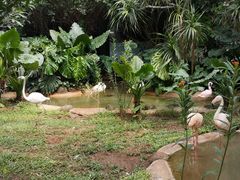 -海南热带野生动植物园