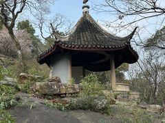 -香雪海