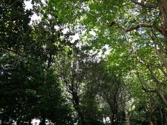 -春花秋色城市公园