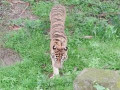 -深圳野生动物园