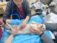 -美联众合动物医院·24h转诊中心