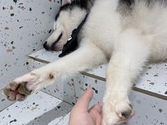 -Husky Go!哈士奇体验馆·宠物咖啡厅狗咖