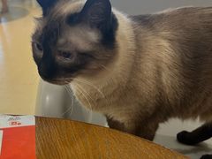 -藏猫猫咖啡主题馆(中央大道店)